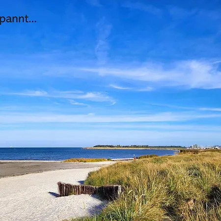 Strandlaeufer