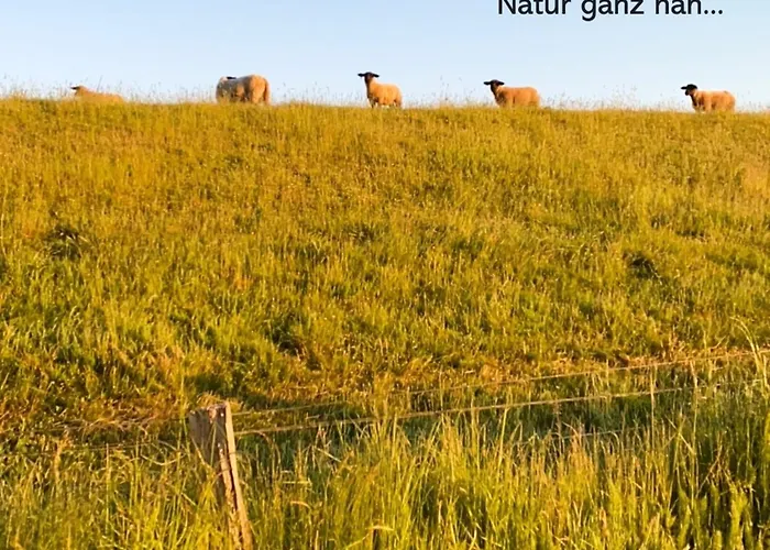 Strandlaeufer Wendtorf